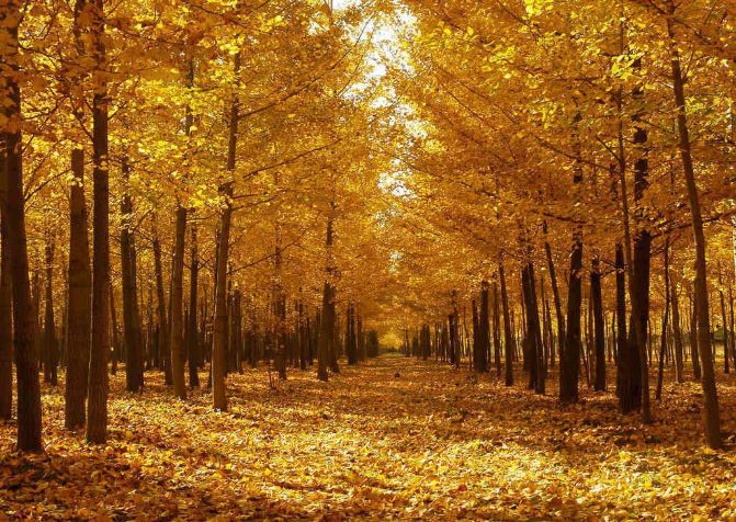 昌平张各庄银杏林 - 北京游记攻略