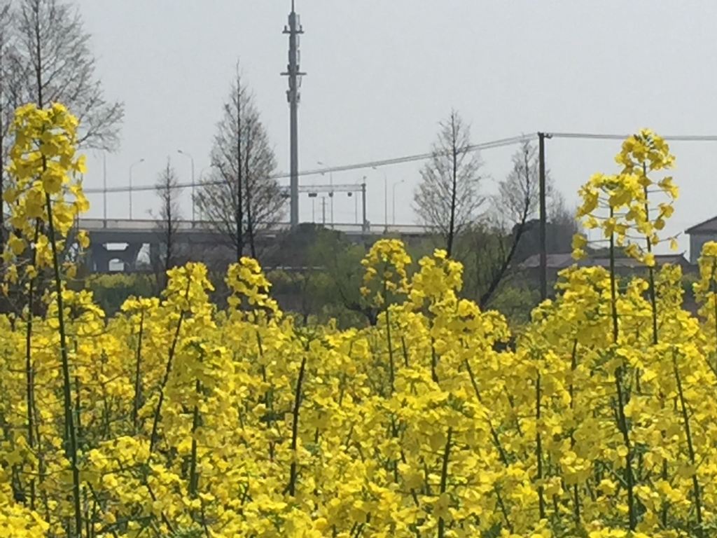 追赶春天——上海也有油菜花