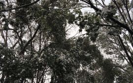 石首南岳山森林公园天气预报,历史气温,旅游指