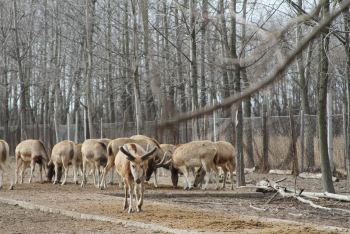 大丰麋鹿自然保护区 - 大丰游记攻略