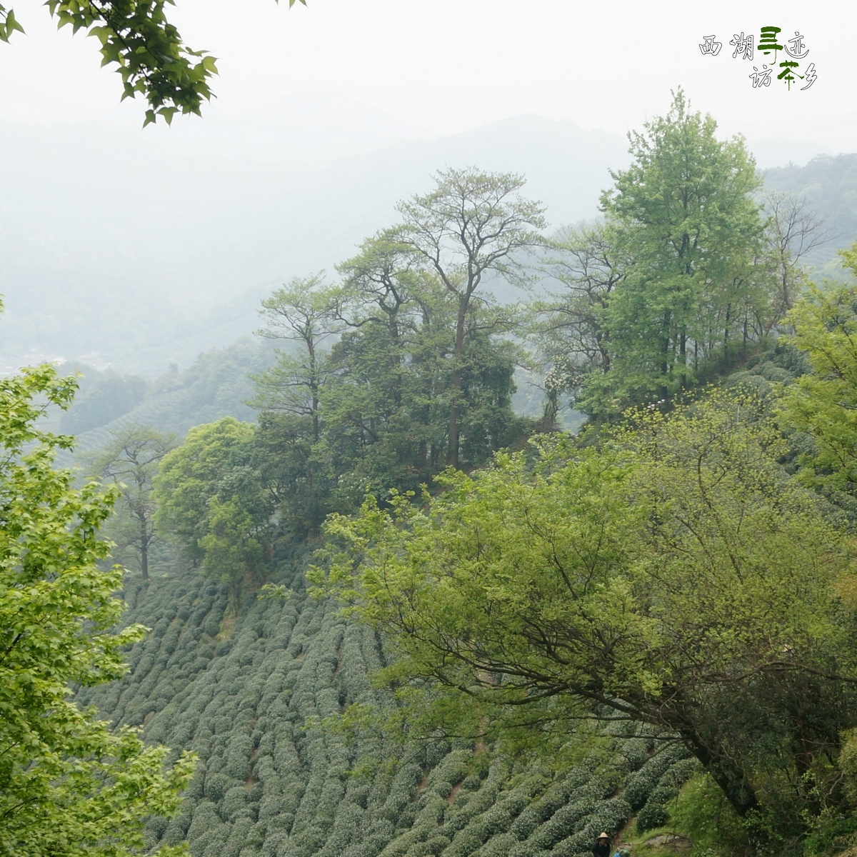 沿山路继续前行,满山苍翠,春意盎然 南高峰