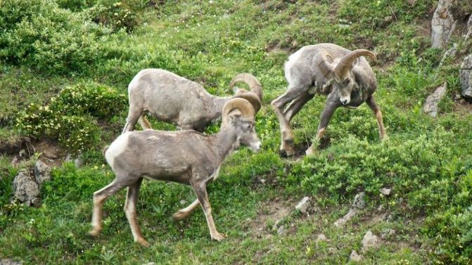 加拿大小资轻奢7日游 附海量美图 - 贾斯珀国家