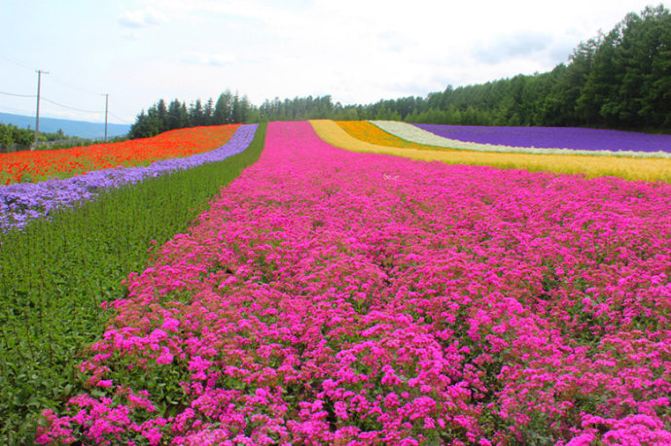 花田美景