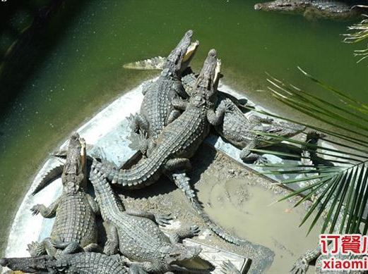 南顺鳄鱼园餐厅_厦门餐馆点评