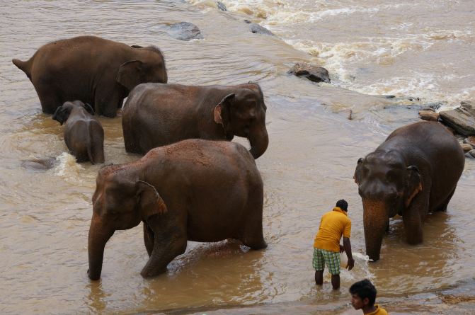 亲子游斯里兰卡8日7晚自由行实用攻略 - 斯里兰
