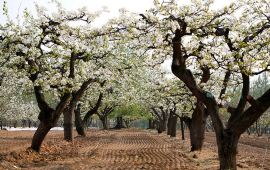 兰州什川梨园天气预报,历史气温,旅游指数,什川