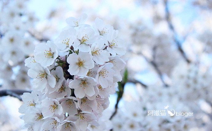 【韩国】釜山 樱花漫天雪的春日恋歌