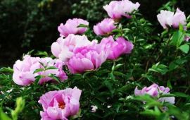 兰州和平牡丹园天气预报,历史气温,旅游指数,和