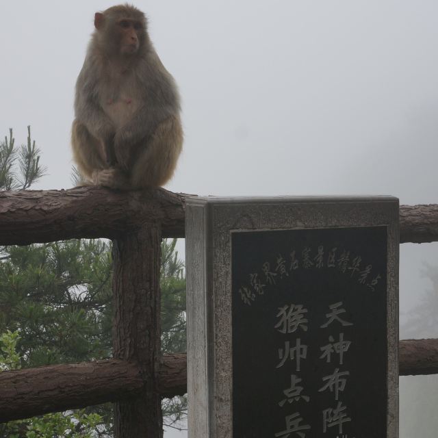 天神布阵,猴帅点兵.