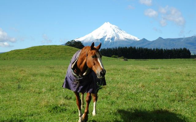 新西兰自由行攻略 - 奥克兰游记攻略【携程攻略