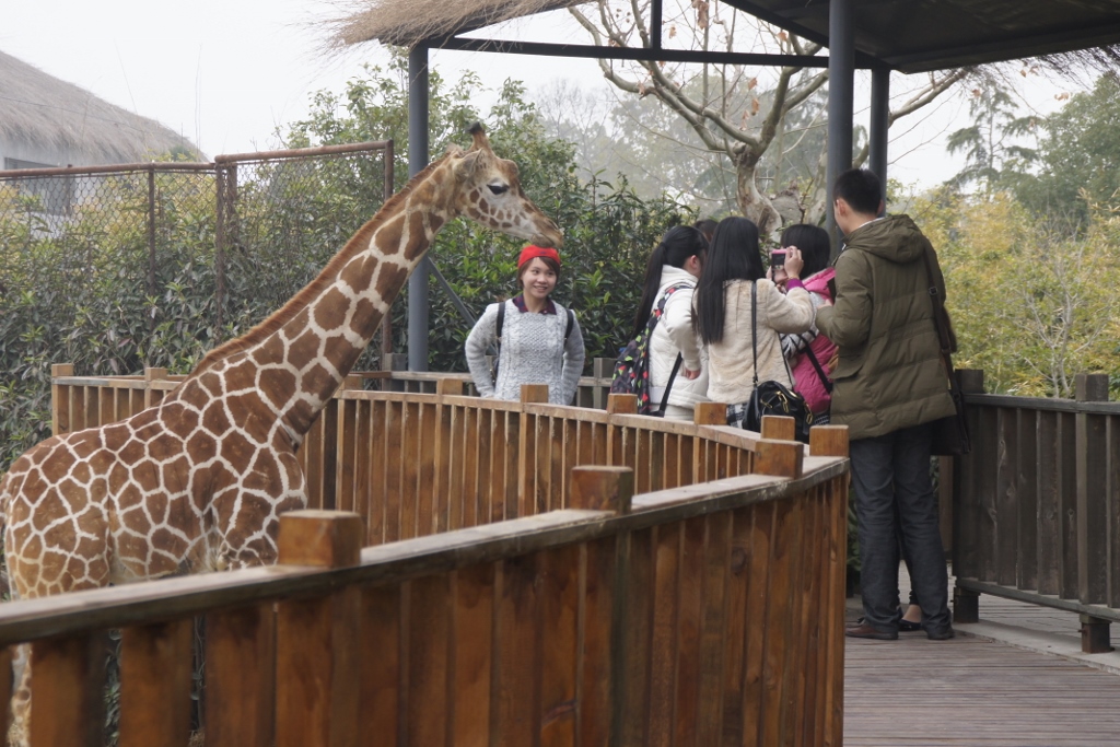 长颈鹿-上海野生动物园