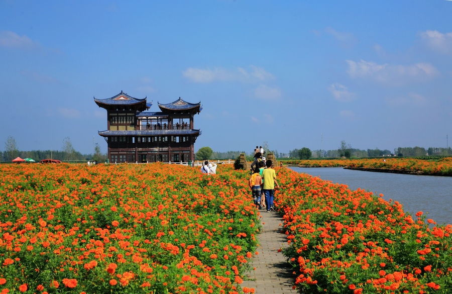 【加游站】赏菊花,品肥蟹,水中森林游一游,千岛垛田兜一兜,兴化二天