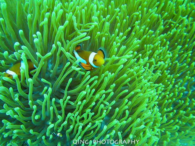 菲比寻常菲律宾薄荷岛7日体验美图游记 美女