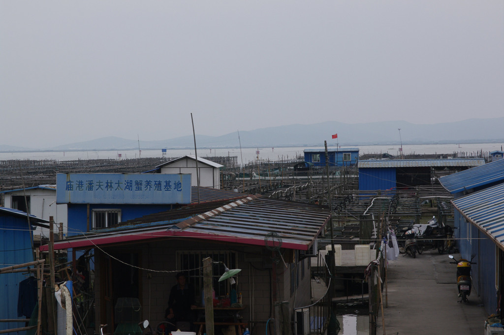 江苏省吴江市七都镇庙港是最大的太湖蟹的养殖基地,这里也是中国华东