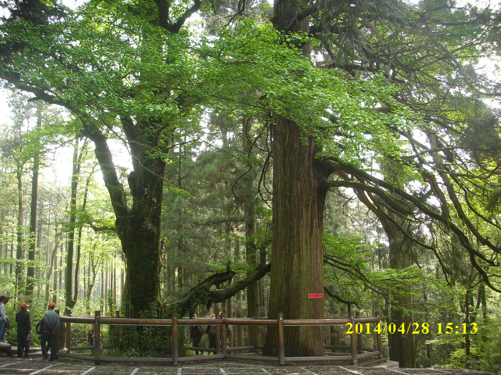 然后一路下坡,行经过黄龙寺,寺前有三棵银杏柳杉古树称为三宝