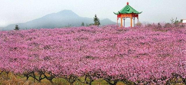 凤凰山桃花园门票,永修凤凰山桃花园攻略/地址/图片