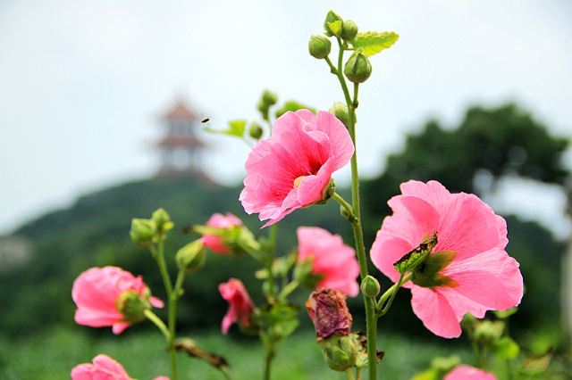 周末二日洛阳嵩山游全攻略