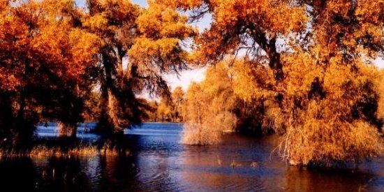 环球国际旅行社:胡杨林三日游 旅游咨询热线18709505550