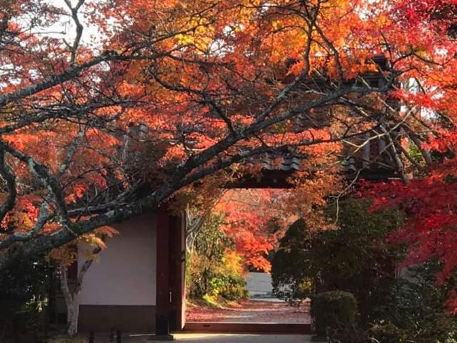 京都光悦寺攻略 京都光悦寺门票 攻略 地址 图片 门票价格 携程攻略