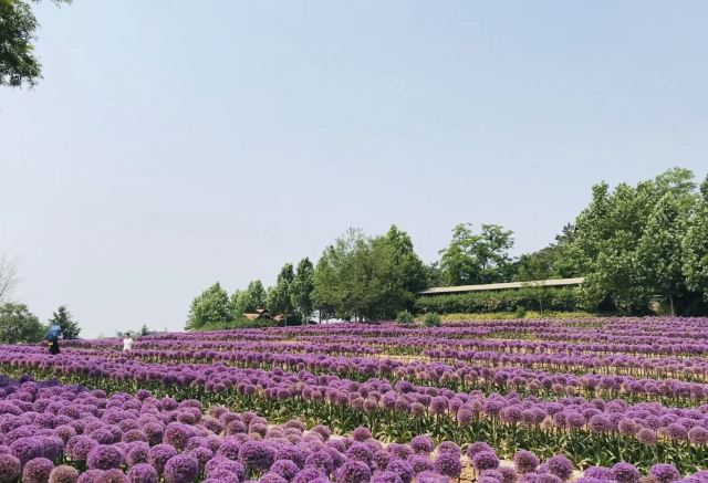 旅順口區英歌石植物園攻略,旅順口區英歌石植物園門票/遊玩攻略/地址