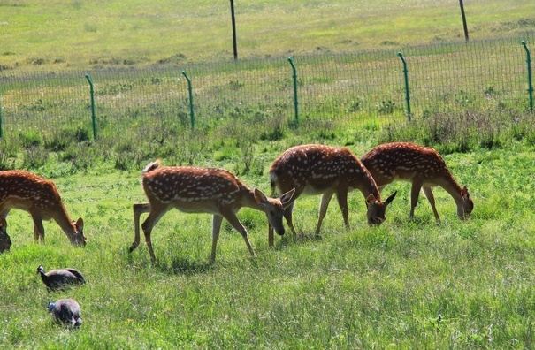 祁连祁连鹿场攻略,祁连祁连鹿场门票/游玩攻略/地址/图片/门票价格