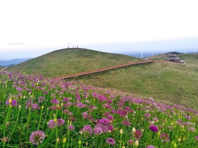 赫章阿西里西韭菜坪攻略,赫章阿西里西韭菜坪門票/遊玩攻略/地址/圖片