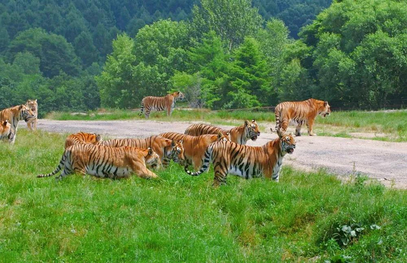 猛虎出笼~一起来横道河子东北虎林园看"东北大猫"