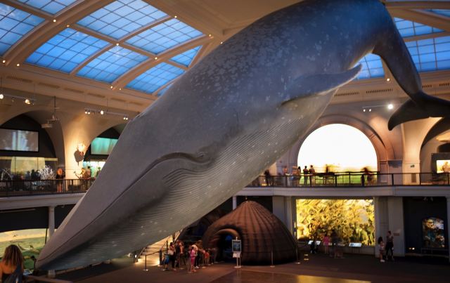 美国自然历史博物馆