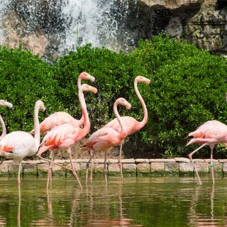 齐河泉城欧乐堡动物王国攻略-泉城欧乐堡动物王国门票价格多少钱-团购