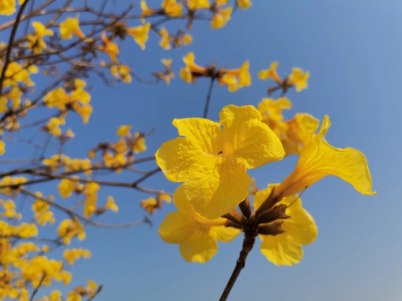 三水绝美黄花风铃木大片绽放赏花地图戳