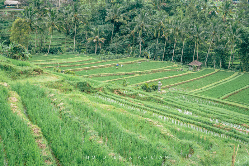 外推客：巴厘岛 | 总有一个假日，要属于bali