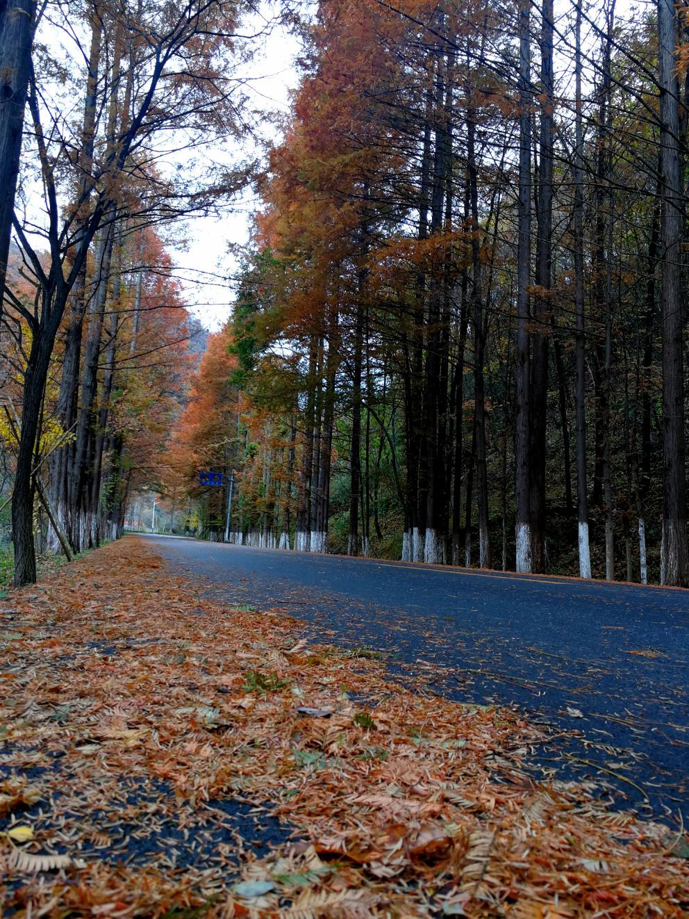 高江路