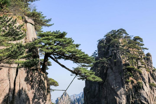 这里不仅有很多奇石,也汇聚了许多黄山的名松 诸如接引松,龙爪松,卧龙