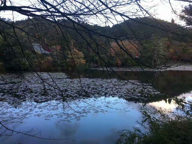 嵐山岩田山猴子公園