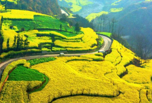 罗平螺丝田+金鸡峰丛+油菜花景区一日游  1单1团+上门接送【全程不进任何购物店，无任何自费项目推荐，纯玩。】