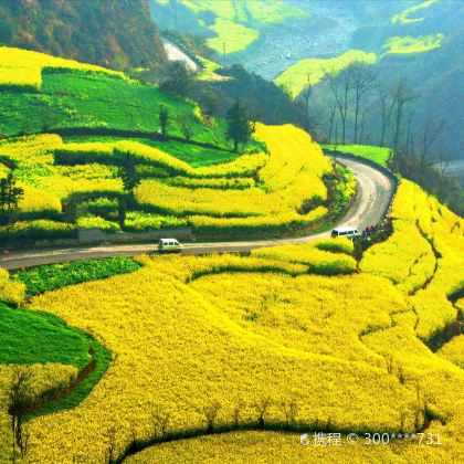 罗平螺丝田+金鸡峰丛+油菜花景区一日游  1单1团+上门接送