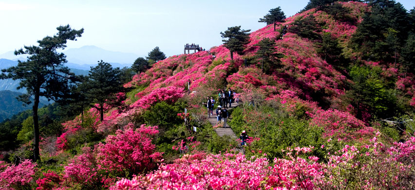 杜鹃花海