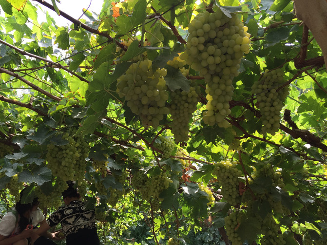 4对母子的新疆伊犁8日漫步自驾游 - 新疆游记攻