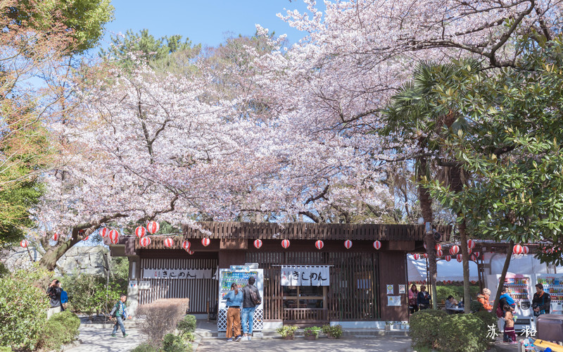 日本升龙道樱花之旅 名古屋 高山 白川乡 金泽 富山 含柯南圣地巡礼 日本游记攻略 携程攻略