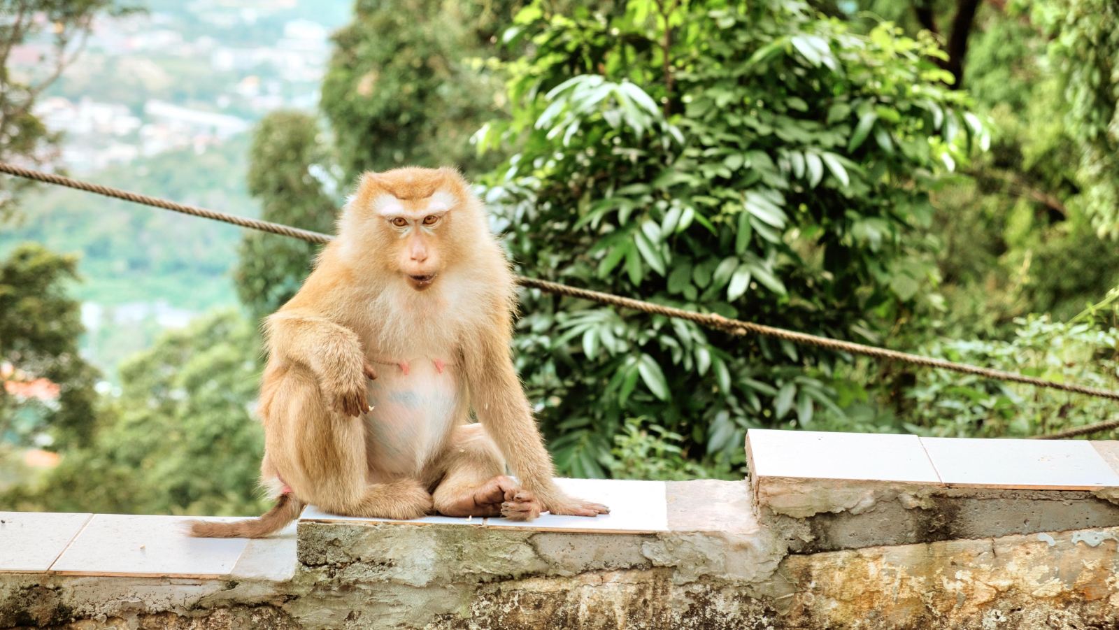 泰国普吉岛 猴山 Monkey Hill