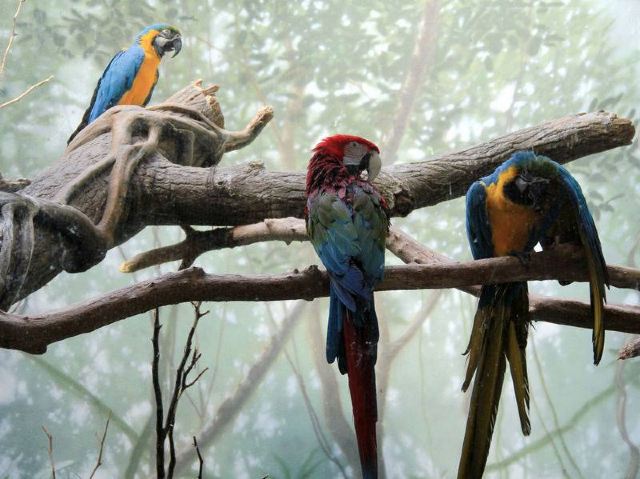 中央公园动物园