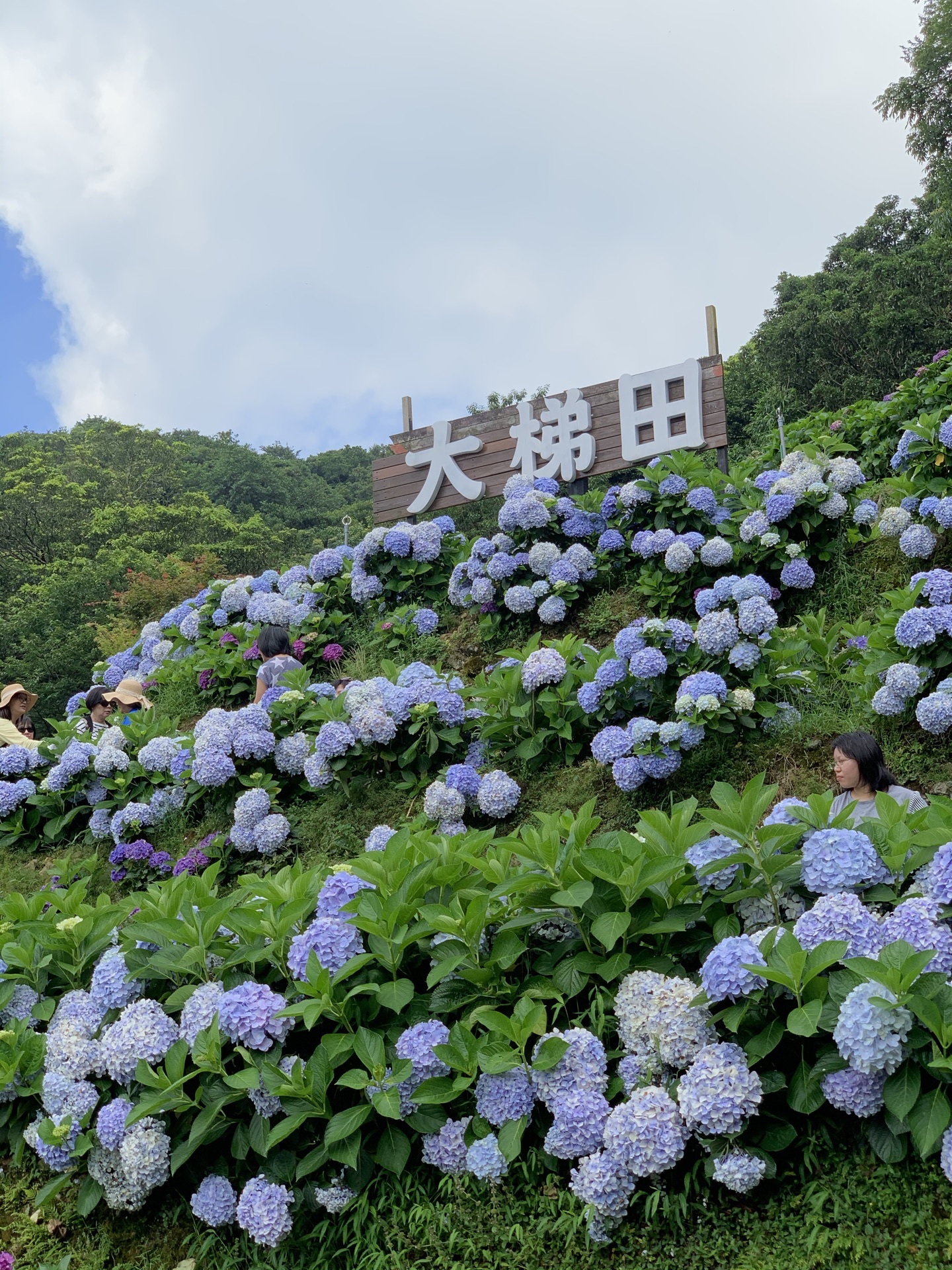 大梯田花卉生态农园