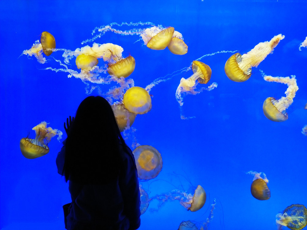 上海迪士尼 海洋水族馆 外滩浪漫双人5日自由行 上海游记攻略 携程攻略