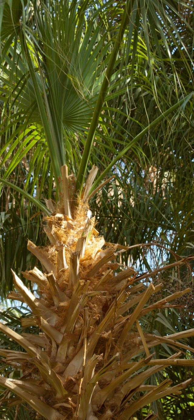 阿斯旺植物园区
