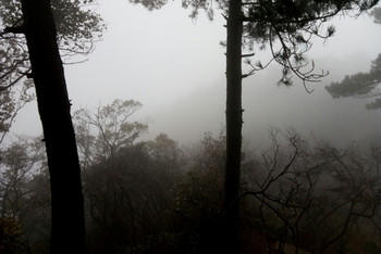 小阿娇漫游迷雾森林 - 九华山游记攻略