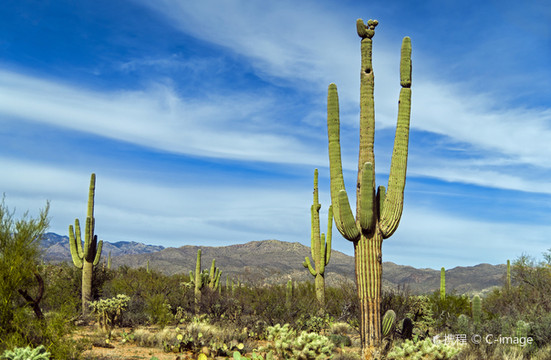 Saguaro National Park