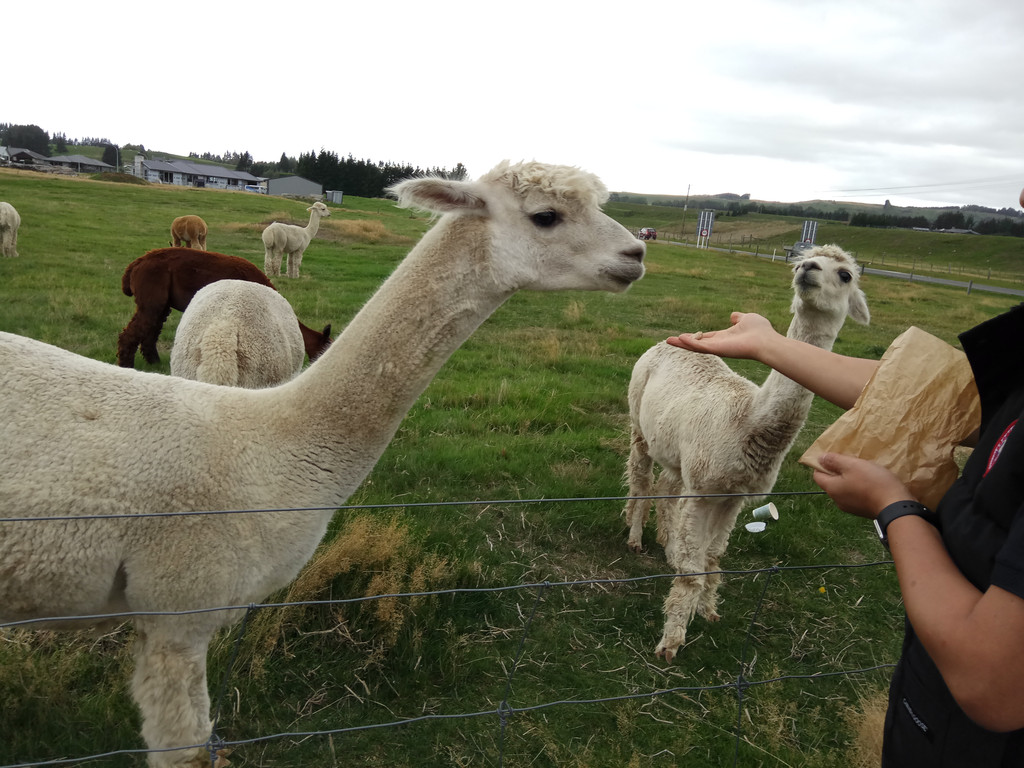 我的世界羊驼怎么骑我的世界羊驼怎么驯服羊驼驯服方法