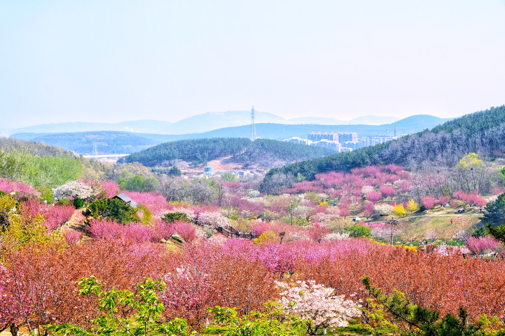 旅順二〇三櫻花園