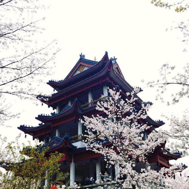 中日樱花友谊林