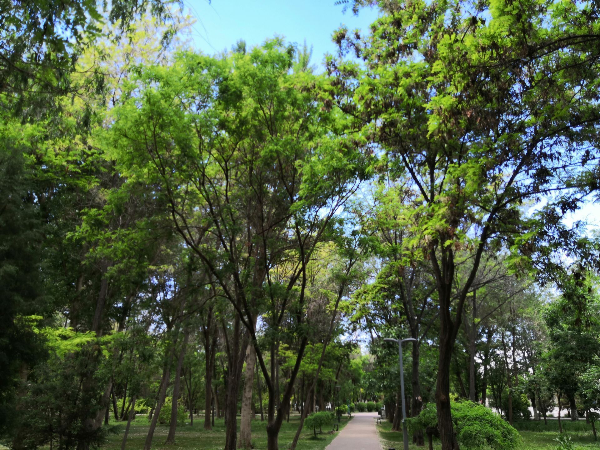 临河植物园